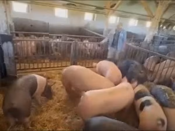 雌豚, Крупная белая