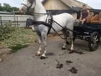 घोड़ा, Lipizzaner — फ़ोटो 3
