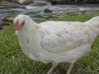 Chickens — zdjęcie 2