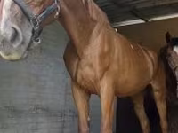 घोड़ी, Polish pony — फ़ोटो 2