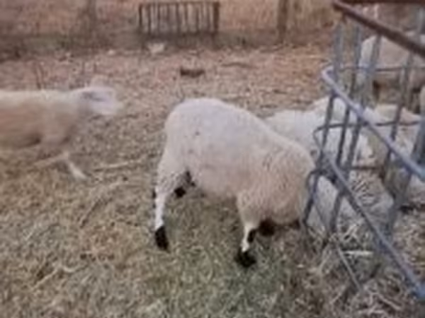 كبش, Cerry Hill sheep