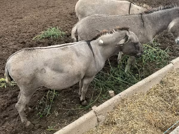 Kobyła, Konie