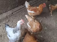 Chickens — zdjęcie 4