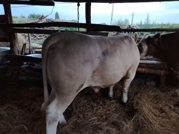 雄牛, 牛