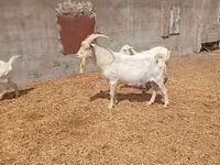 Jarac, Saanen goat — fotografija 3