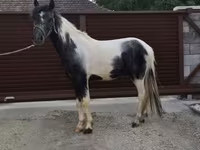 Cavalo, Cavalos — foto 3