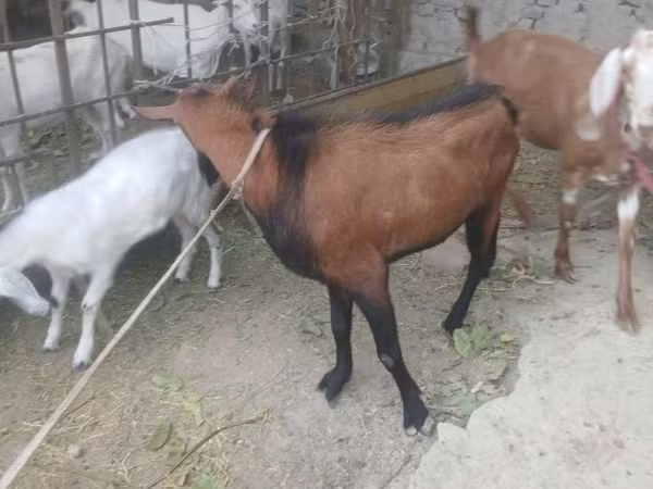 Boucs, Chèvres