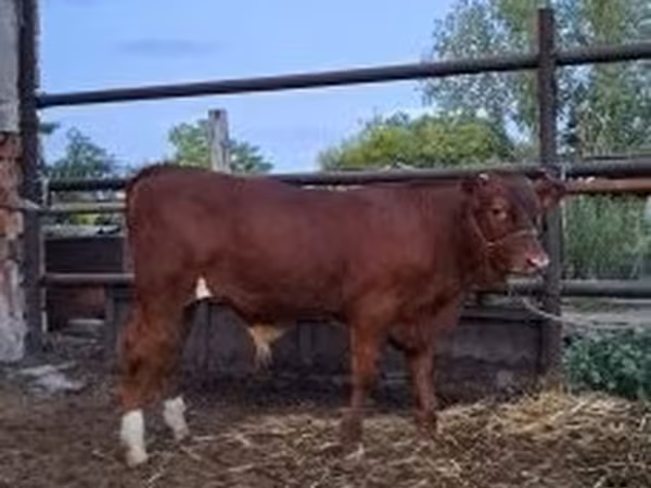 Touro, Vaca Limousine — Hungria