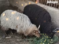 نعجة, Racka sheep — الصورة 1