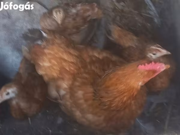 Chickens