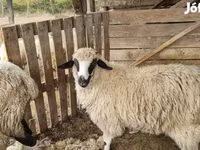 母羊, Tsigai sheep — 照片 2