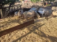 Ovejas (lote, sexo no especificado), Dorper sheep — foto 2