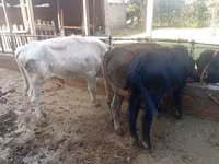 Bull, Cattle — photo 1