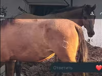 Kobila, Mugalzhar horse — fotografija 2