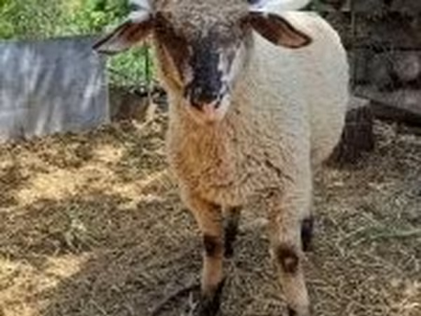 Qoç, White Suffolk sheep