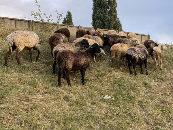 Brebis, Moutons