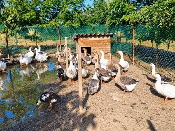 Geese — ハンガリー