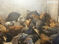 Guinea fowl — الصورة 2