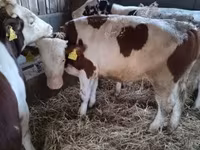 Byk, Simmental cattle — zdjęcie 2