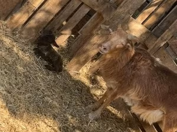 Qoʻy, Cameroon sheep