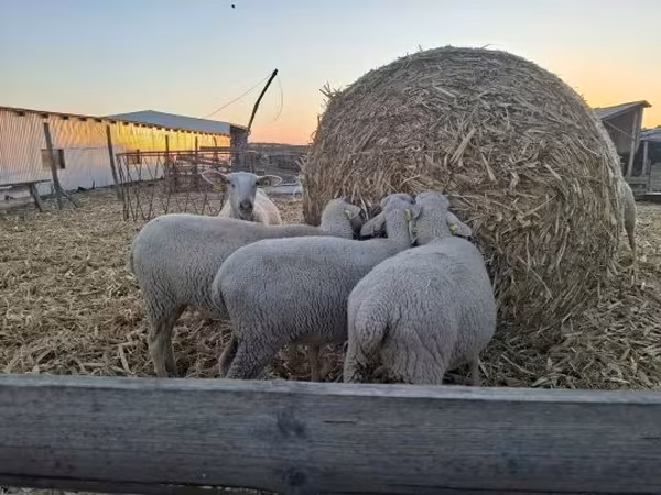 Qoʻy, Luzein sheep — Vengriya