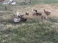 Ducks — Foto 1