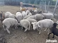 भेड़, भेड़ — फ़ोटो 2