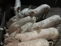 خنزيرة, الخنازير — الصورة 2