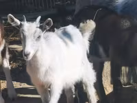 母山羊, Goats — 照片 2