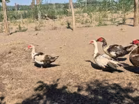 Ducks — photo 6