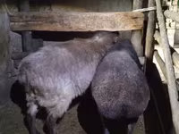 雌羊, Adal sheep — 写真 2
