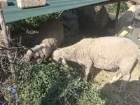 Widder, Merino sheep — Foto 3
