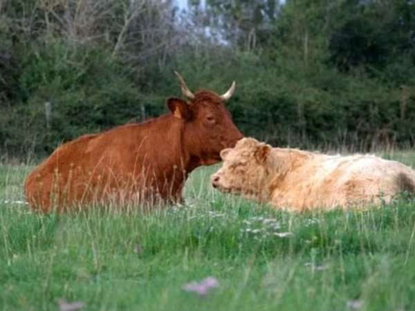 Krava, Salers cattle