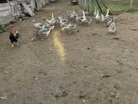 Geese — الصورة 4