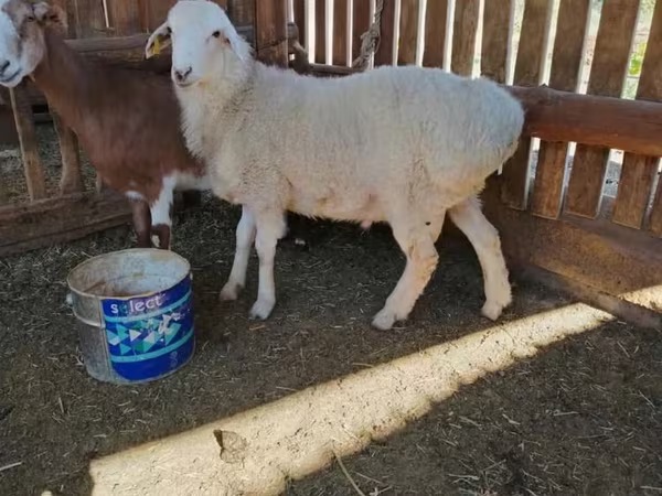 Ram, Kazakh fat-tailed coarsewool sheep