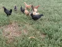 Chickens — foto 7