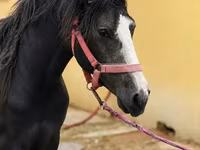 Pastuv, Anglo-Arabian — fotografija 1
