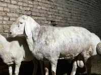 Ovan, Afghan Arabi sheep — fotografija 3