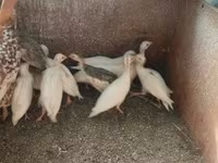 Chickens — Foto 4