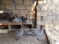 Ducks — fotografija 3
