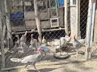 Turkeys — Foto 2