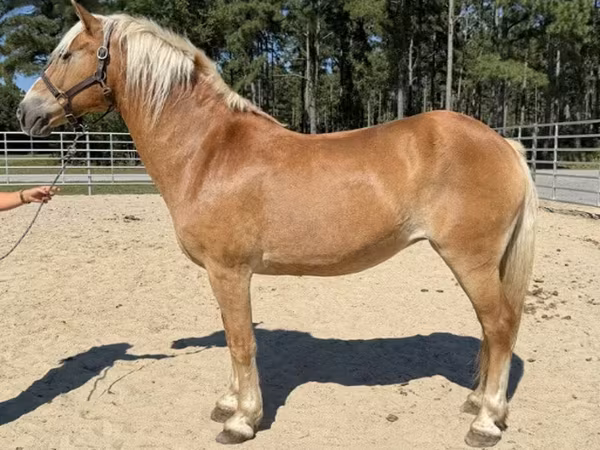 Kobila, Haflinger