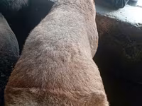 Ram, Sheep — photo 2