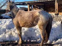 Égua, Kazakh horse — foto 2
