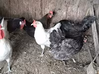 डेनिश हेन — फ़ोटो 2