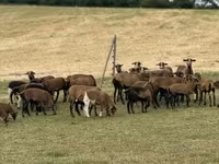 Schafe (Partie, Geschlecht nicht angegeben), Cameroon sheep — Foto 3