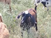Koza, Nubian Goat — zdjęcie 4