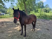 Kobyła, Hungarian horse breed — zdjęcie 5