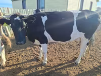 公牛, Latvian Blue cattle — 照片 5