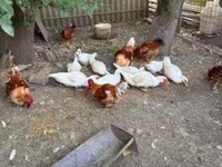 Ducks — Foto 1